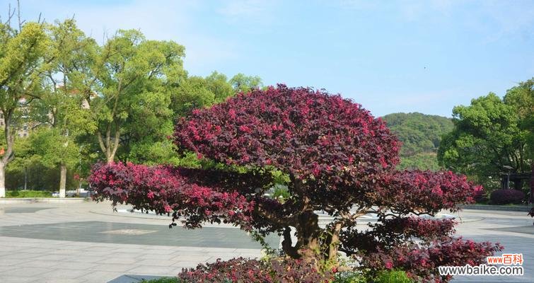 解读红花继木 红花继木的寓意与象征