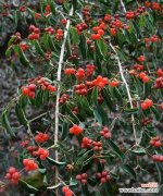 用花语解读红花忍冬的丰富内涵 红花忍冬的花语与寓意