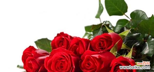 99朵红玫瑰的含义及象征 99朵红玫瑰的花语