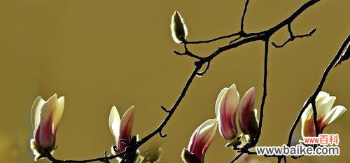 红玉兰 红玉兰花语