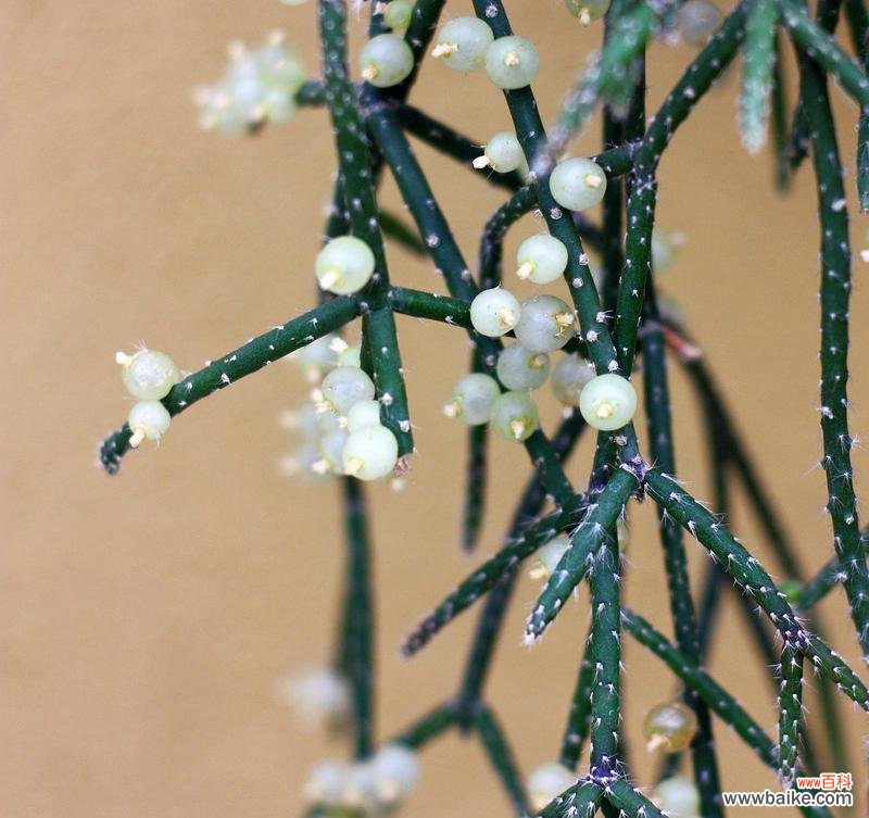 雪柳干花的花语与寓意是什么?它象征着什么?