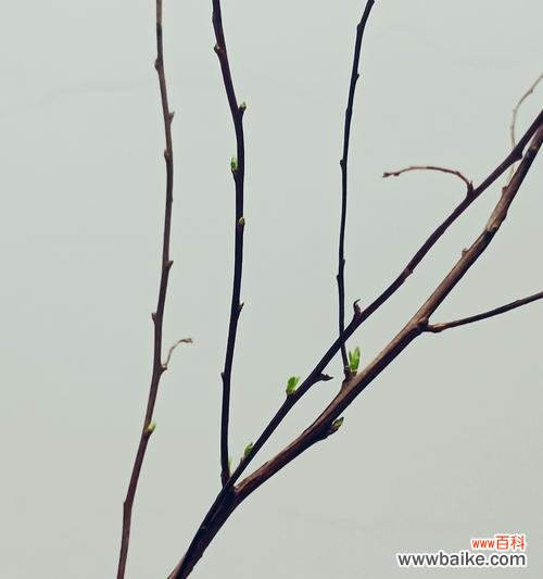 雪柳干花的花语与寓意是什么?它象征着什么?