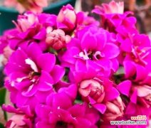 墨绿玫瑰的花语代表什么？墨绿玫瑰花语的含义是什么？