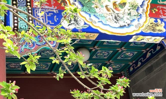 春日美好时光的花语有哪些？