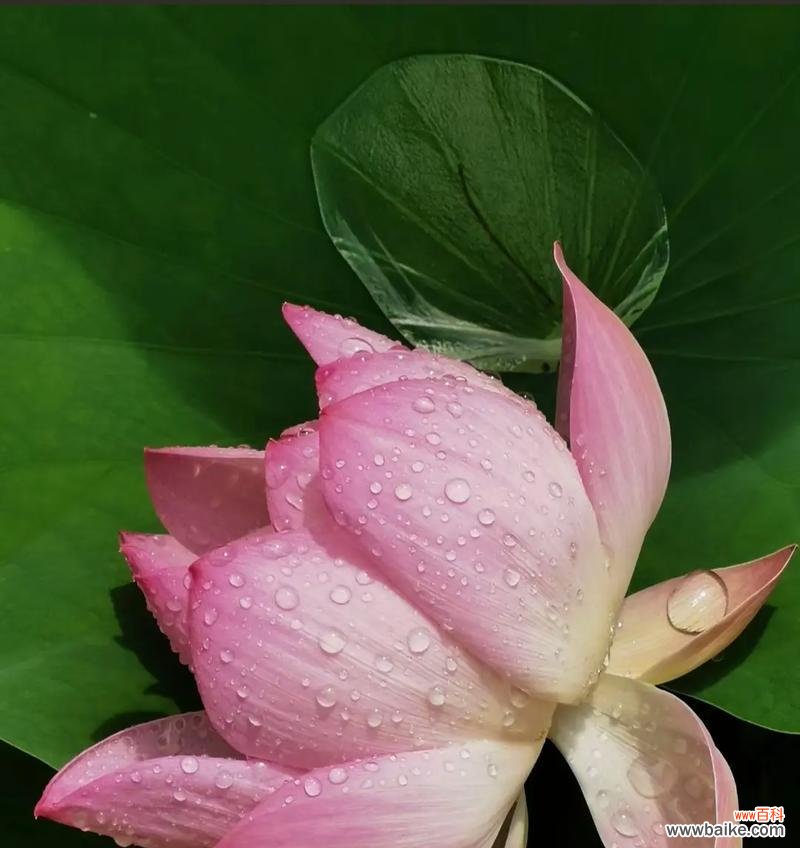 彼岸花开放的花语含义是什么?荷花的花语代表什么?