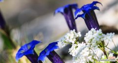 校服通常象征着什么？它的花语和寓意是什么？