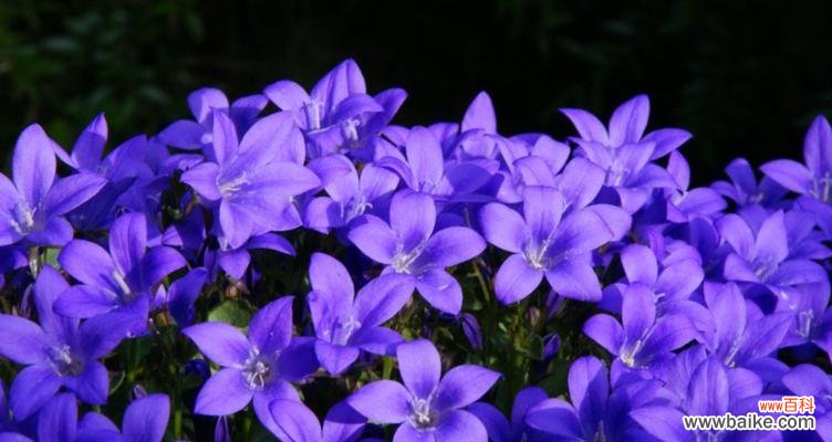 校服通常象征着什么？它的花语和寓意是什么？