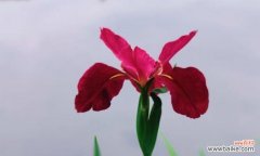 花菖蒲的日本花语是什么？它代表了怎样的情感？