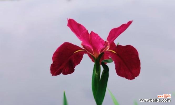 花菖蒲的日本花语是什么?它代表了怎样的情感?