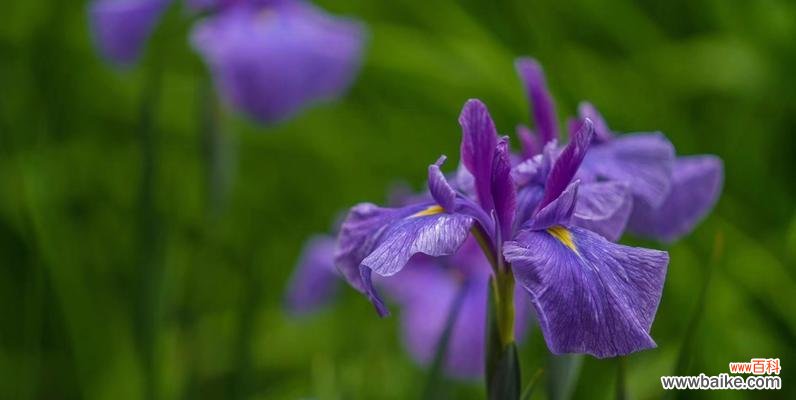 花菖蒲的日本花语是什么?它代表了怎样的情感?