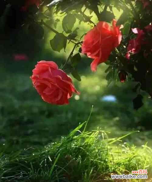 什么花能拯救爱意？