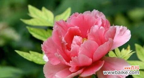 网络用语“花痴”的花语含义是什么?