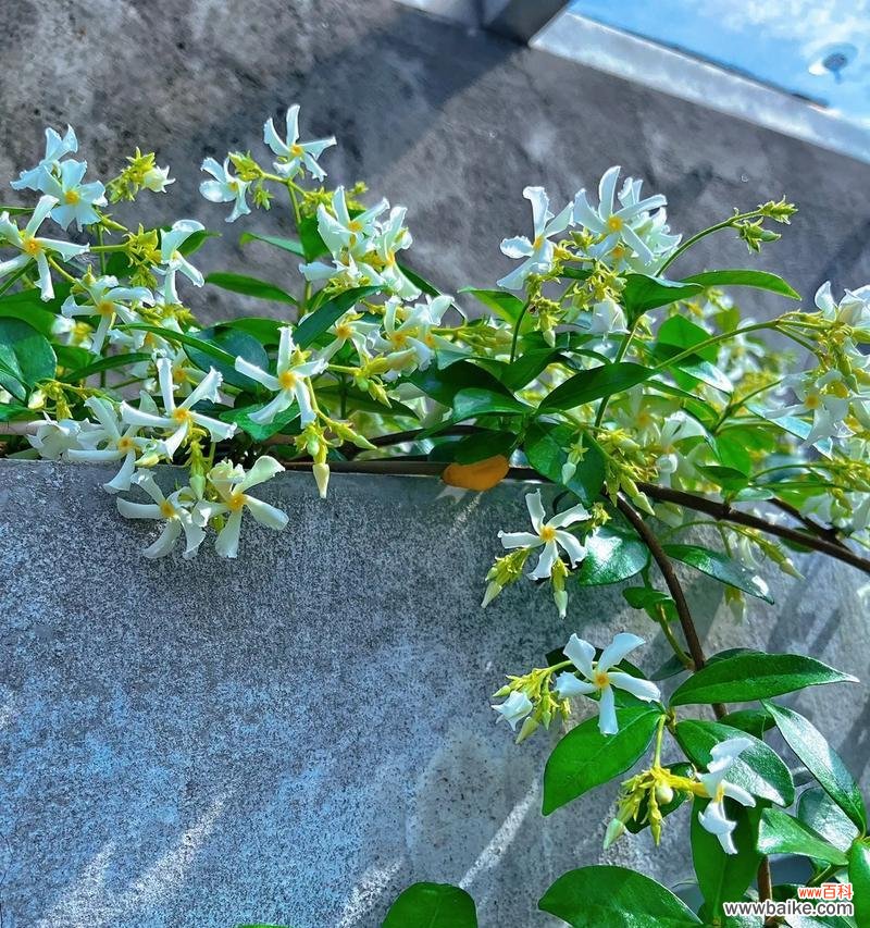 网络用语“花痴”的花语含义是什么?