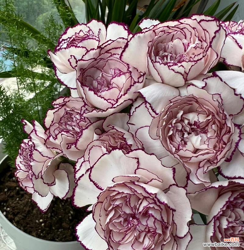 描边康乃馨的花语用哪些词语表达？