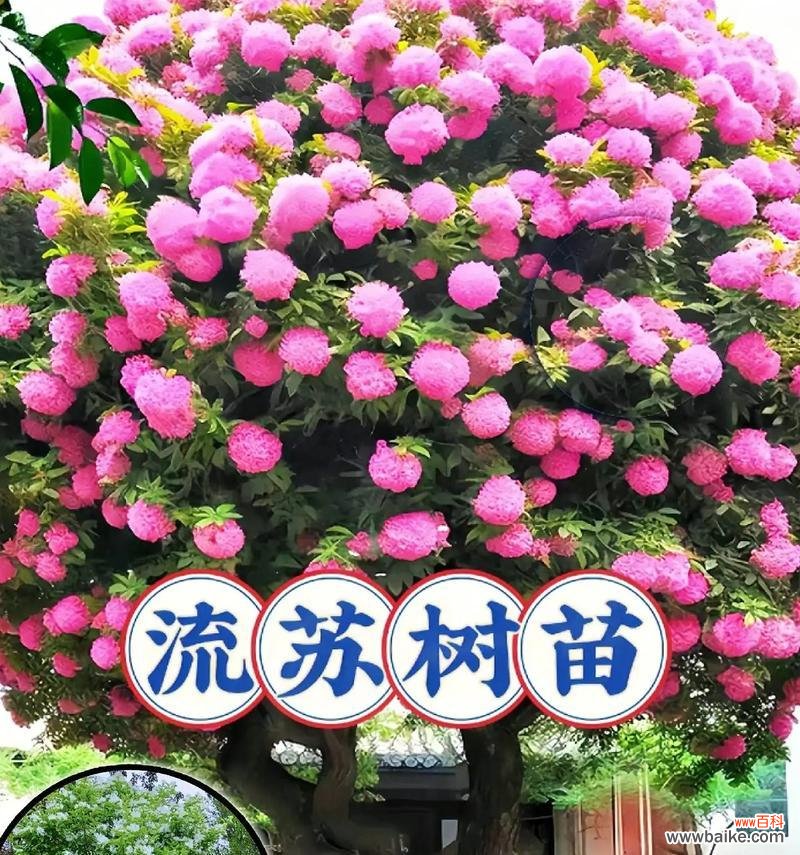 树的花语完整含义是什么？