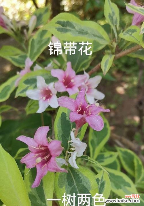 树的花语完整含义是什么？