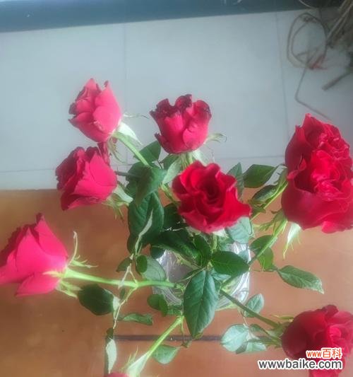 玫瑰花在不同场合有何不同含义？