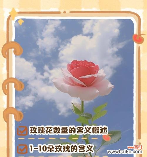 玫瑰花在不同场合有何不同含义？