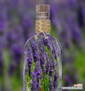 熏衣草的芬芳将心灵净化 熏衣草的寓意与象征——大自然的馈赠