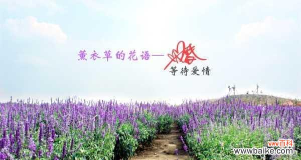 揭秘熏衣草的传递的深意与神奇力量 熏衣草的花语