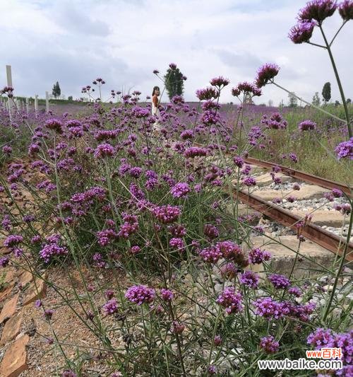 揭秘熏衣草花语的深层意义 熏衣草的花语