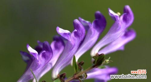 揭秘熏衣草花语的深层意义 熏衣草的花语