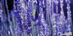 探寻薰衣草所传递的深刻情感和平静心境 薰衣草的花语