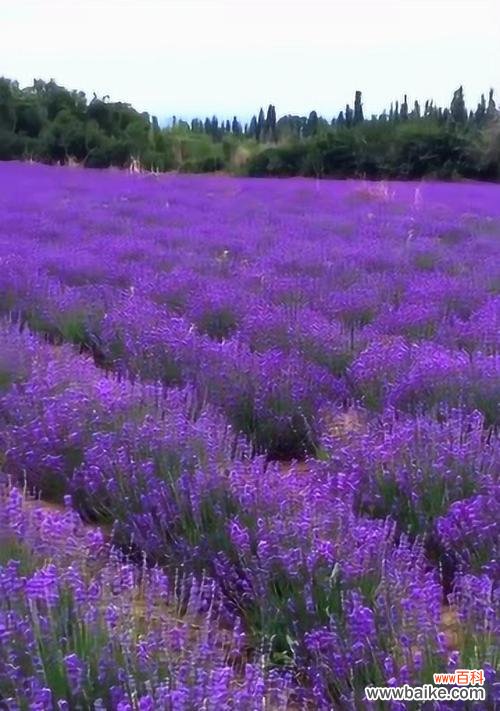 解析薰衣草花语，传递自由与宁静的关键 紫色薰衣草的花语