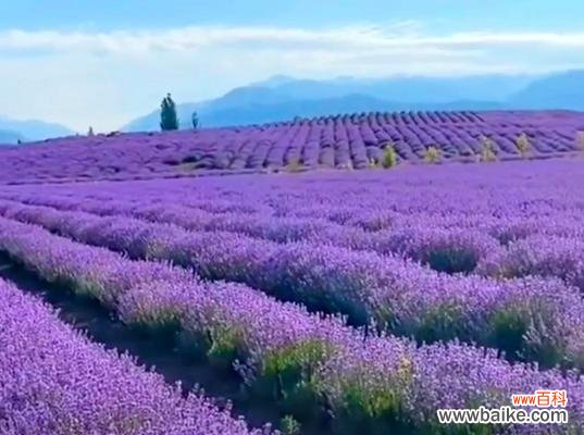 探索薰衣草花朵中的诗意世界 薰衣草的花语与寓意