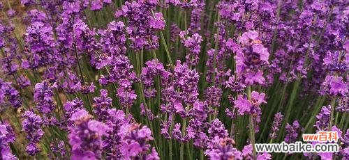 花香令人陶醉 薰衣草的寓意与意义