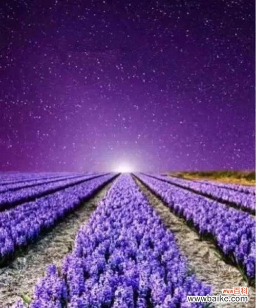 花香令人陶醉 薰衣草的寓意与意义