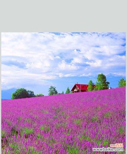 花香令人陶醉 薰衣草的寓意与意义