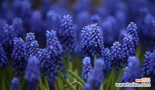 薰衣草花的奇妙力量与影响 薰衣草的寓意与象征