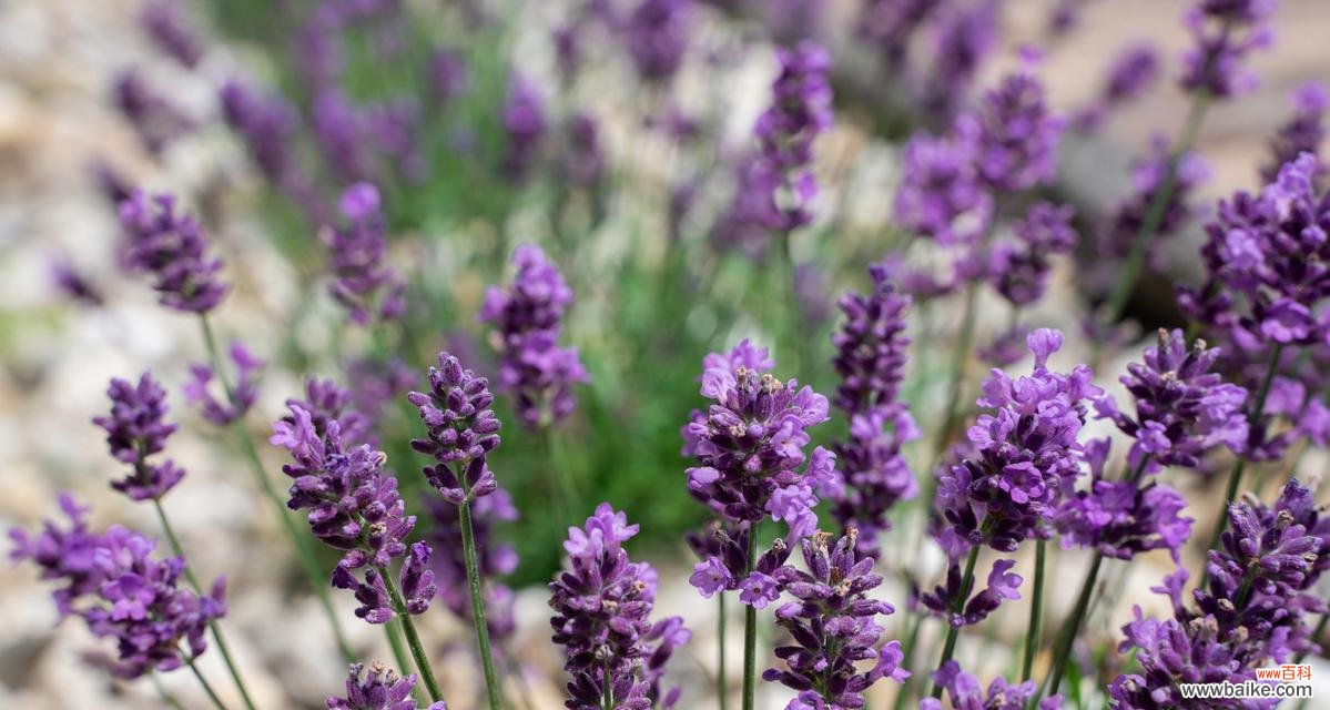 探寻紫色薰衣草花语的深刻内涵 紫色薰衣草花语的美好寓意