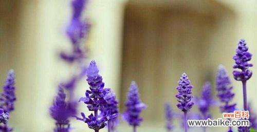 揭开薰衣草花语的神秘面纱，解读寓意深远的香气 薰衣草花语与寓意