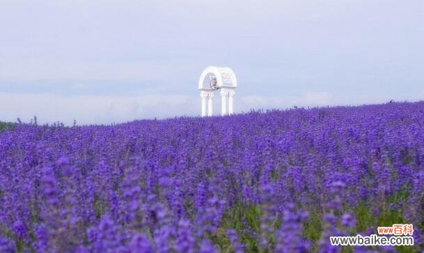 揭开薰衣草花语的神秘面纱，解读寓意深远的香气 薰衣草花语与寓意