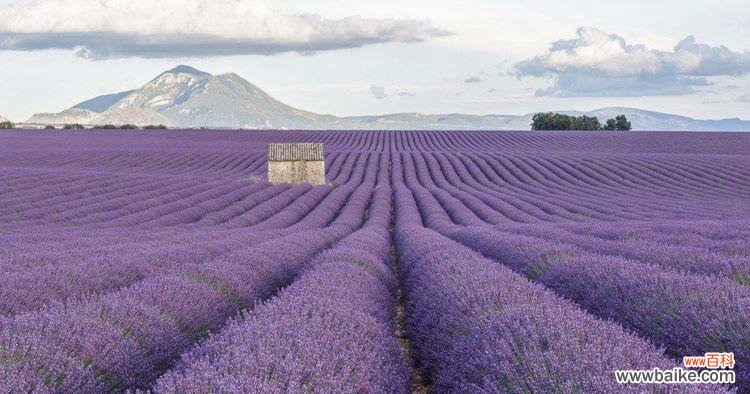 探寻薰衣草的神奇之处,解读其浓郁的花语 薰衣草的花语与传说