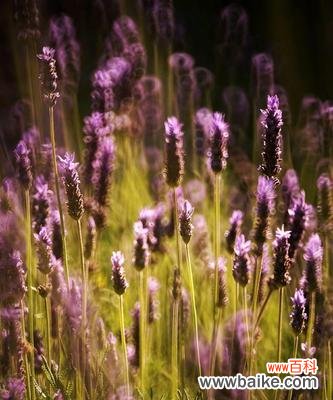 探寻薰衣草的神奇之处,解读其浓郁的花语 薰衣草的花语与传说