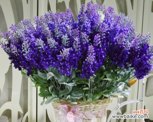 探索薰衣草的花语世界，解读每种颜色与寓意 薰衣草花语大全及寓意解析