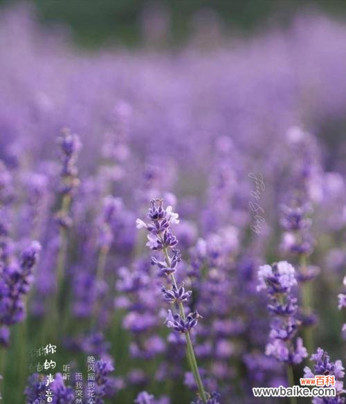 探索薰衣草的花语世界，解读每种颜色与寓意 薰衣草花语大全及寓意解析