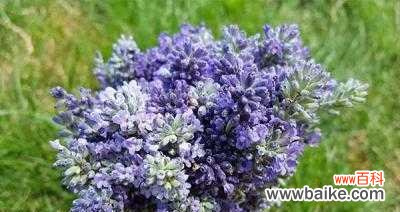 探索薰衣草的花语世界，解读每种颜色与寓意 薰衣草花语大全及寓意解析