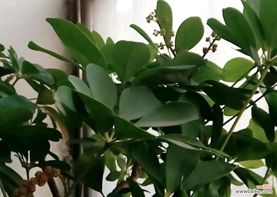 揭开鸭脚木背后的文化符号之谜 鸭脚木的寓意与象征意义