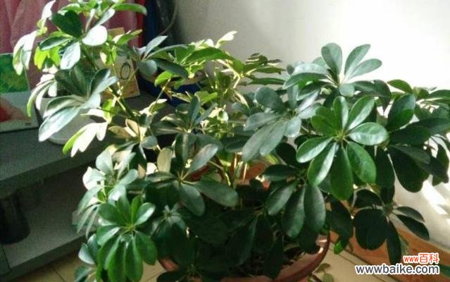 揭开鸭脚木背后的文化符号之谜 鸭脚木的寓意与象征意义