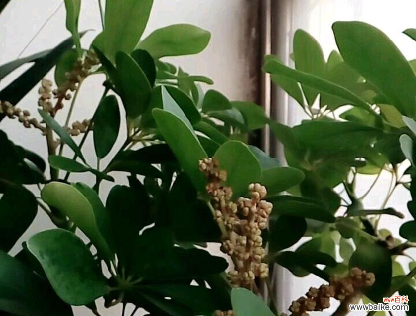 揭开鸭脚木背后的文化符号之谜 鸭脚木的寓意与象征意义