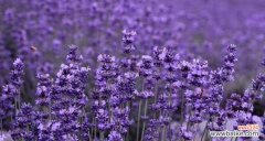 薰衣草花的意义及传统使用 薰衣草花