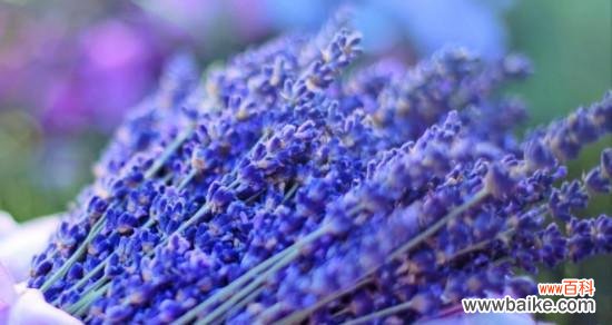 紫色妖姬的花语与神奇效能 薰衣草花语——传递宁静和宁愿的美好愿望