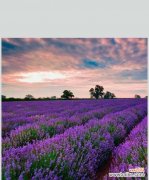 紫色妖姬的花语与神奇效能 薰衣草花语——传递宁静和宁愿的美好愿望