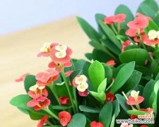 中国文化中的勇气与坚韧 虎刺梅花的寓意与象征