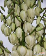 解读剑麻花语中的秘密 剑麻花语的神奇力量