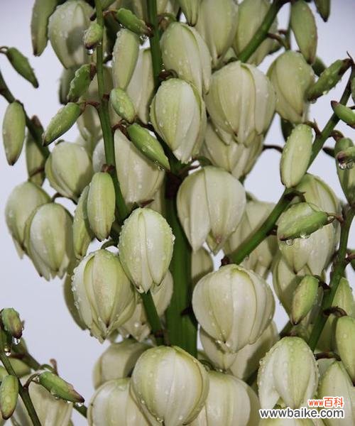 解读剑麻花语中的秘密 剑麻花语的神奇力量